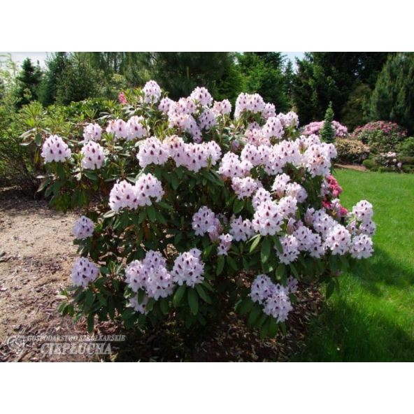 Różanecznik Calsap