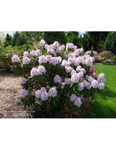 Różanecznik Calsap