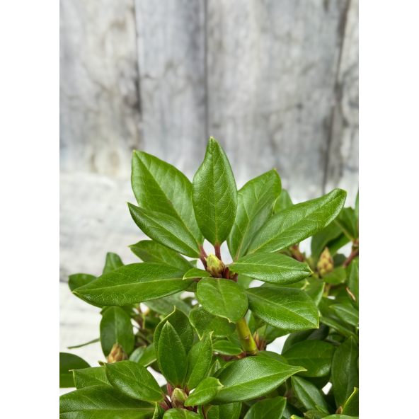 'Fryderyk' - różanecznik wielkokwiatowy
Rhododendron hybridum 'Fryderyk'