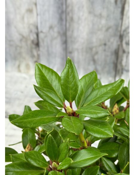 'Fryderyk' - różanecznik wielkokwiatowy
Rhododendron hybridum 'Fryderyk' 'Fryderyk' - różanecznik wielkokwiatowy
Rhododendron hybridum 'Fryderyk'
