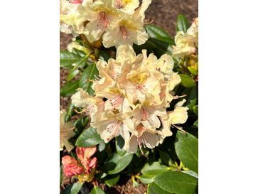 'Fryderyk' - różanecznik wielkokwiatowy
Rhododendron hybridum 'Fryderyk'