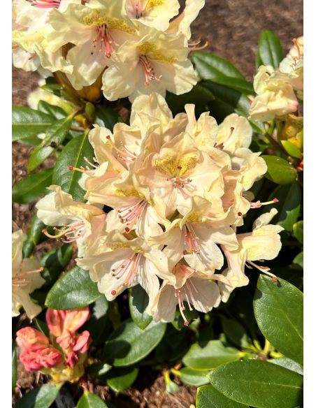 'Fryderyk' - różanecznik wielkokwiatowy
Rhododendron hybridum 'Fryderyk' 'Fryderyk' - różanecznik wielkokwiatowy
Rhododendron hybridum 'Fryderyk'