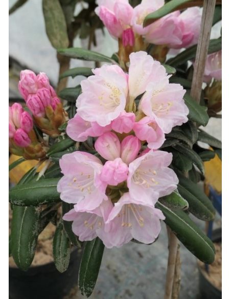 Różanecznik Yaku Angel