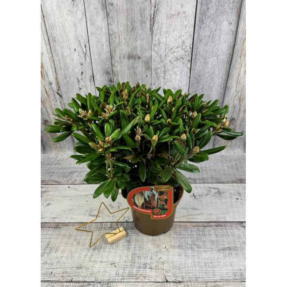 Różanecznik Yaku Angel