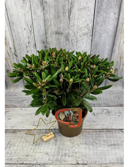 Różanecznik Yaku Angel