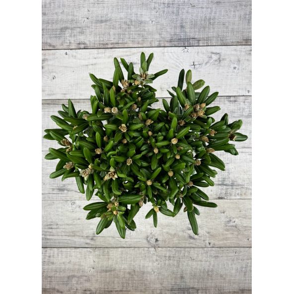 Różanecznik Yaku Angel