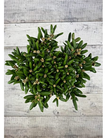 Różanecznik Yaku Angel