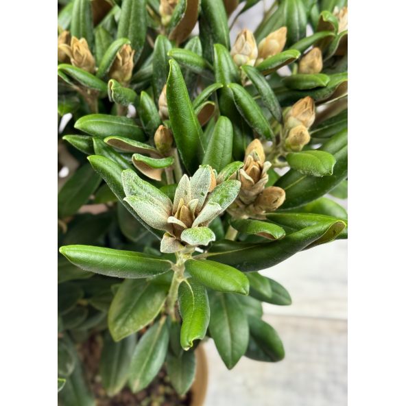 Różanecznik Yaku Angel