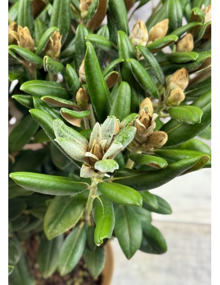 Różanecznik Yaku Angel