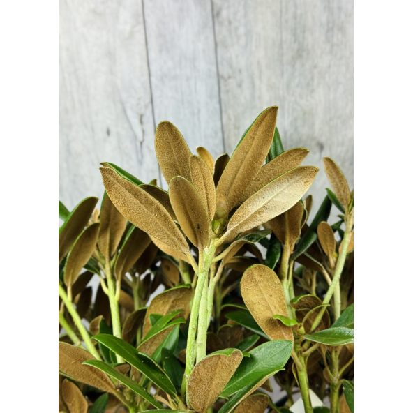 Różanecznik Yaku Angel