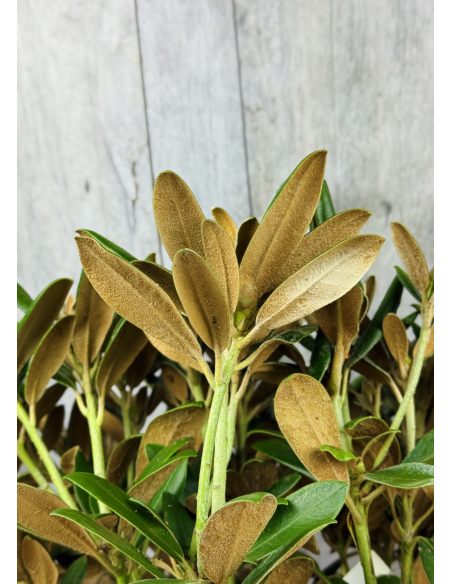 Różanecznik Yaku Angel