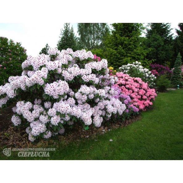 Różanecznik Calsap