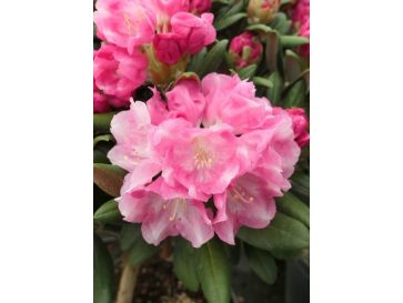'Yaku King' Rhododendron yakushimanum
różanecznik jakuszimański 'Yaku King'