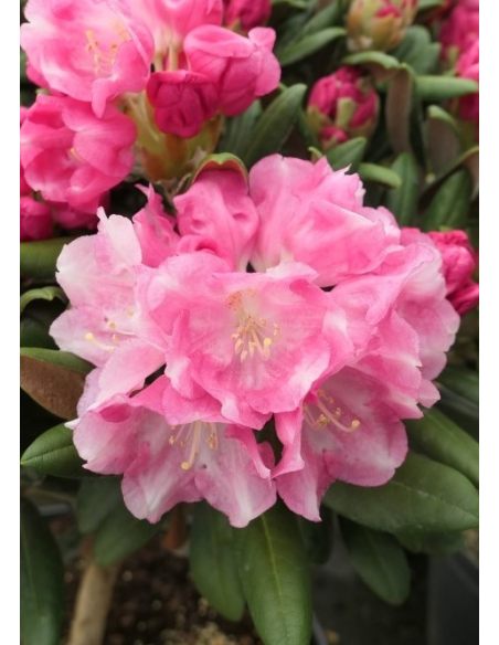'Yaku King' Rhododendron yakushimanum
różanecznik jakuszimański 'Yaku King'
