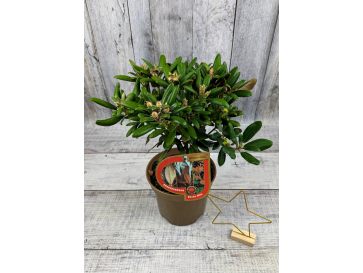 'Yaku King' Rhododendron yakushimanum
różanecznik jakuszimański 'Yaku King' 2
