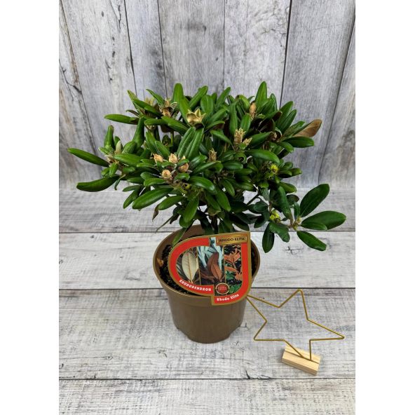 'Yaku King' Rhododendron yakushimanum
różanecznik jakuszimański 'Yaku King'