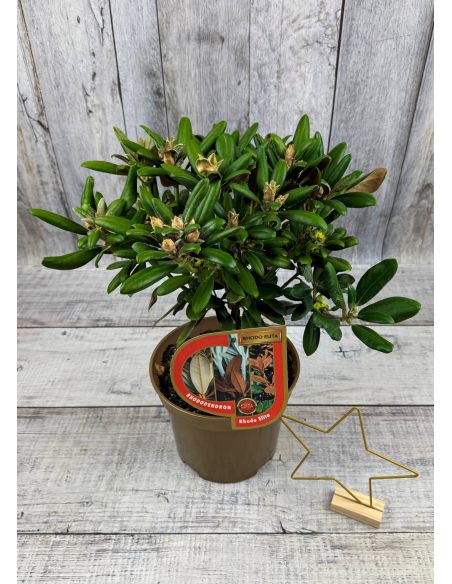 'Yaku King' Rhododendron yakushimanum
różanecznik jakuszimański 'Yaku King'