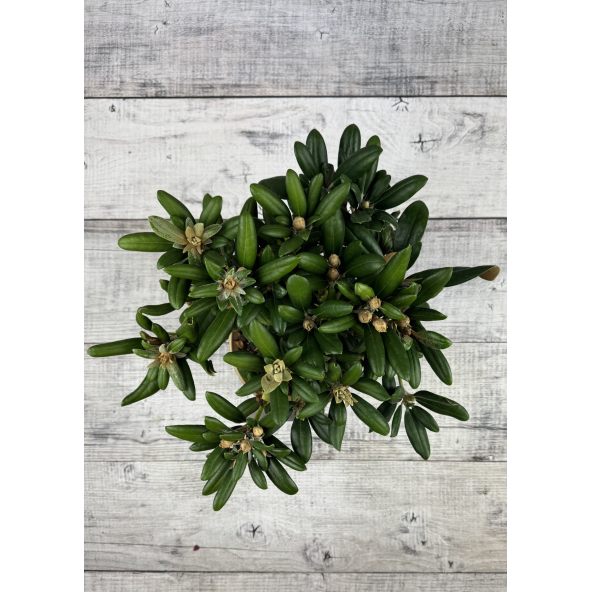 'Yaku King' Rhododendron yakushimanum
różanecznik jakuszimański 'Yaku King'