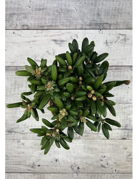 'Yaku King' Rhododendron yakushimanum
różanecznik jakuszimański 'Yaku King'