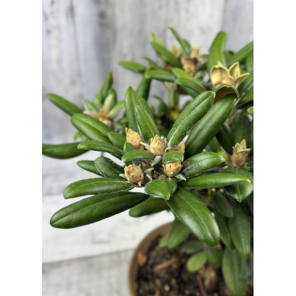 'Yaku King' Rhododendron yakushimanum
różanecznik jakuszimański 'Yaku King'