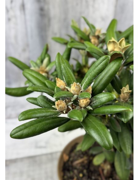 'Yaku King' Rhododendron yakushimanum
różanecznik jakuszimański 'Yaku King'