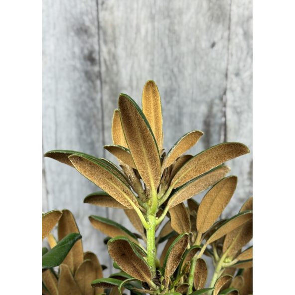 'Yaku King' Rhododendron yakushimanum
różanecznik jakuszimański 'Yaku King'