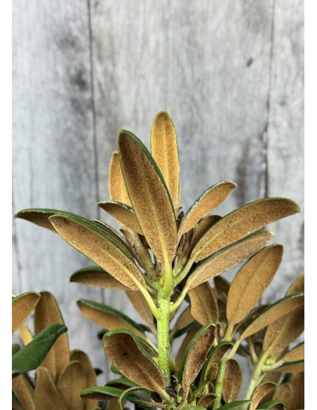 'Yaku King' Rhododendron yakushimanum
różanecznik jakuszimański 'Yaku King'