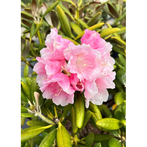 'Yaku King' Rhododendron yakushimanum
różanecznik jakuszimański 'Yaku King'