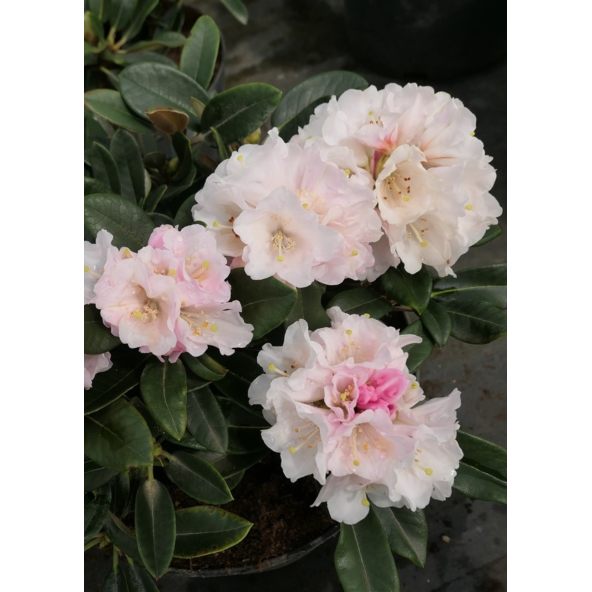 'Silbervelours' Rhododendron pachysanthum
różanecznik rdzawolistny 'Silbervelours'