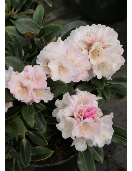 'Silbervelours' Rhododendron pachysanthum
różanecznik rdzawolistny 'Silbervelours' 'Silbervelours' Rhododendron pachysanthum
różanecznik rdzawolistny 'Silbervelours'