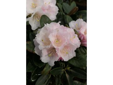 'Silbervelours' Rhododendron pachysanthum
różanecznik rdzawolistny 'Silbervelours'