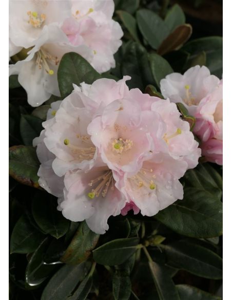 'Silbervelours' Rhododendron pachysanthum
różanecznik rdzawolistny 'Silbervelours' 'Silbervelours' Rhododendron pachysanthum
różanecznik rdzawolistny 'Silbervelours'