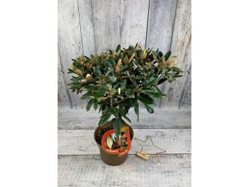 'Silbervelours' Rhododendron pachysanthum
różanecznik rdzawolistny 'Silbervelours' 2
