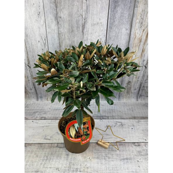 'Silbervelours' Rhododendron pachysanthum
różanecznik rdzawolistny 'Silbervelours'