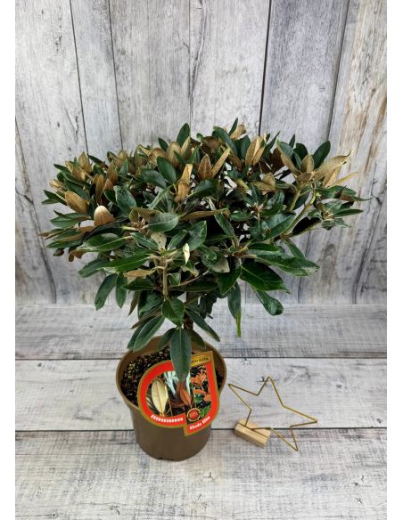 'Silbervelours' Rhododendron pachysanthum
różanecznik rdzawolistny 'Silbervelours' 'Silbervelours' Rhododendron pachysanthum
różanecznik rdzawolistny 'Silbervelours'