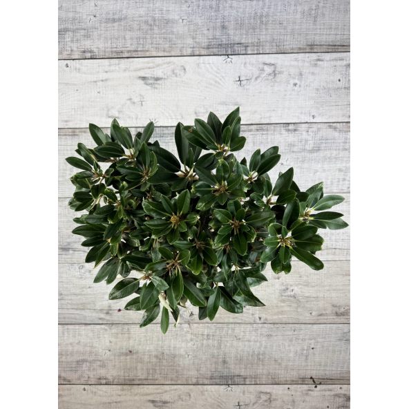 'Silbervelours' Rhododendron pachysanthum
różanecznik rdzawolistny 'Silbervelours'