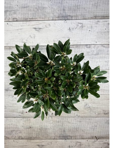 'Silbervelours' Rhododendron pachysanthum
różanecznik rdzawolistny 'Silbervelours' 'Silbervelours' Rhododendron pachysanthum
różanecznik rdzawolistny 'Silbervelours'