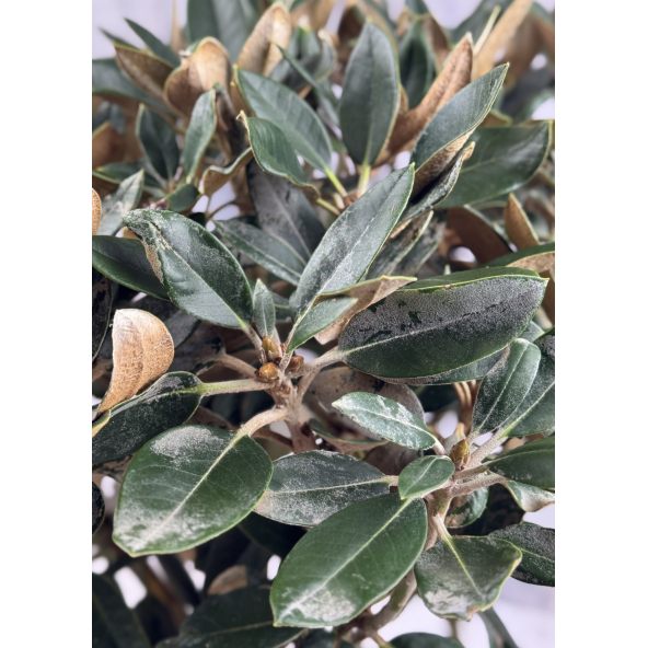 'Silbervelours' Rhododendron pachysanthum
różanecznik rdzawolistny 'Silbervelours'