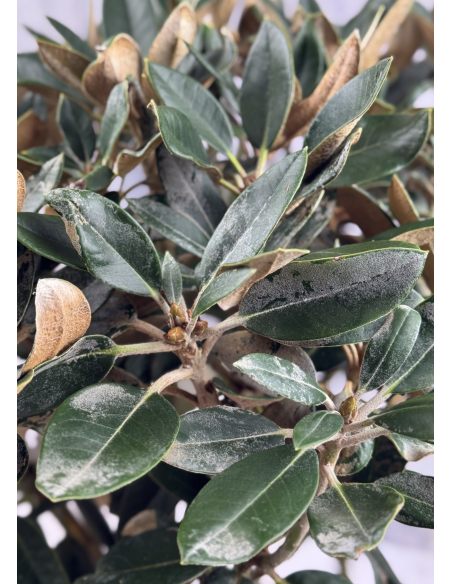 'Silbervelours' Rhododendron pachysanthum
różanecznik rdzawolistny 'Silbervelours' 'Silbervelours' Rhododendron pachysanthum
różanecznik rdzawolistny 'Silbervelours'