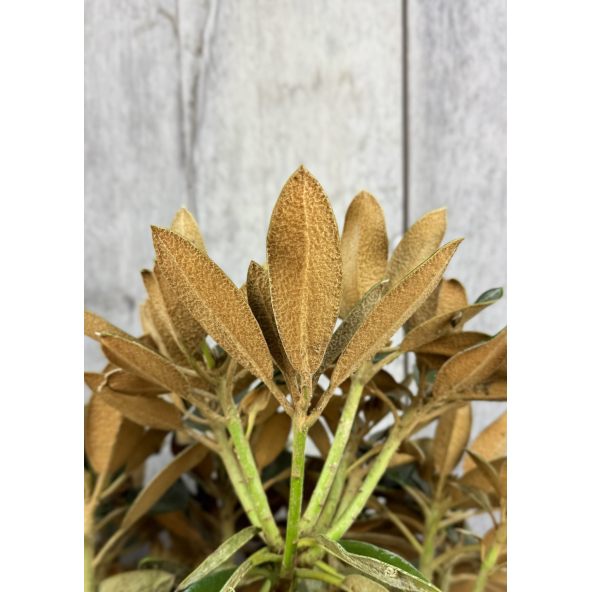 'Silbervelours' Rhododendron pachysanthum
różanecznik rdzawolistny 'Silbervelours'