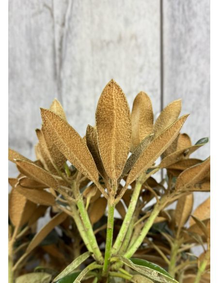 'Silbervelours' Rhododendron pachysanthum
różanecznik rdzawolistny 'Silbervelours' 'Silbervelours' Rhododendron pachysanthum
różanecznik rdzawolistny 'Silbervelours'