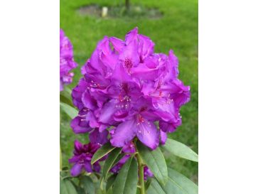'Bolesław Chrobry' ROYAL LILAC - różanecznik wielkokwiatowy
Rhododendron hybridum 'Bolesław Chrobry' ROYAL LILAC