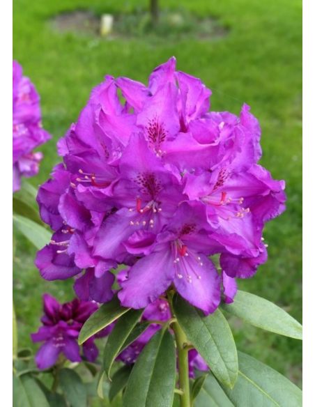 'Bolesław Chrobry' ROYAL LILAC - różanecznik wielkokwiatowy
Rhododendron hybridum 'Bolesław Chrobry' ROYAL LILAC