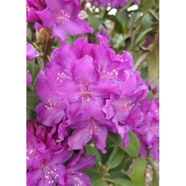 'Bolesław Chrobry' ROYAL LILAC - różanecznik wielkokwiatowy
Rhododendron hybridum 'Bolesław Chrobry' ROYAL LILAC