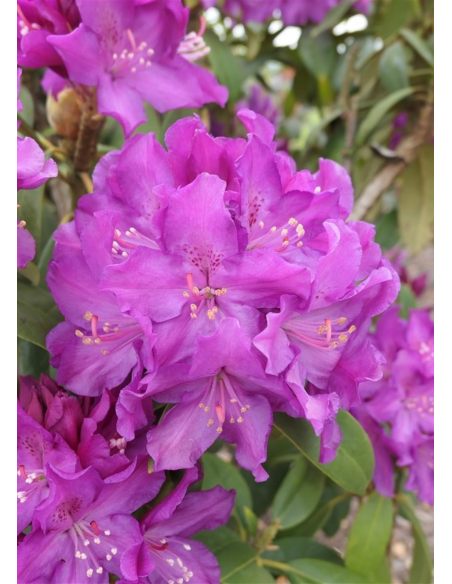'Bolesław Chrobry' ROYAL LILAC - różanecznik wielkokwiatowy
Rhododendron hybridum 'Bolesław Chrobry' ROYAL LILAC