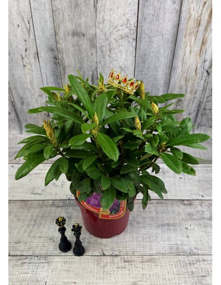 'Bolesław Chrobry' ROYAL LILAC - różanecznik wielkokwiatowy
Rhododendron hybridum 'Bolesław Chrobry' ROYAL LILAC