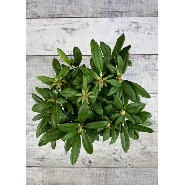 'Bolesław Chrobry' ROYAL LILAC - różanecznik wielkokwiatowy
Rhododendron hybridum 'Bolesław Chrobry' ROYAL LILAC