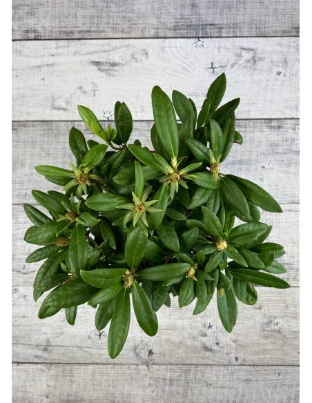 'Bolesław Chrobry' ROYAL LILAC - różanecznik wielkokwiatowy
Rhododendron hybridum 'Bolesław Chrobry' ROYAL LILAC