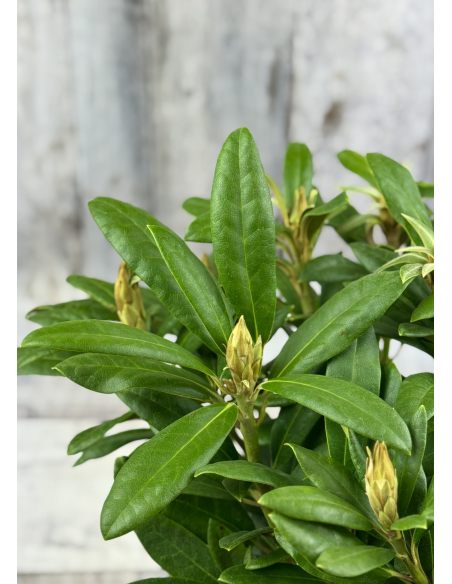 'Bolesław Chrobry' ROYAL LILAC - różanecznik wielkokwiatowy
Rhododendron hybridum 'Bolesław Chrobry' ROYAL LILAC