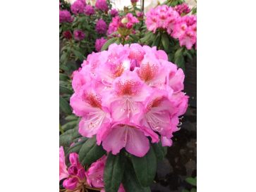 'Kazimierz Odnowiciel' ROYAL VIOLET - różanecznik wielkokwiatowy
Rhododendron hybridum 'Kazimierz Odnowiciel' ROYAL VIOLET